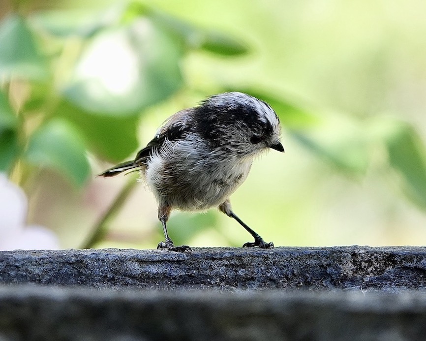 long-tailed tit